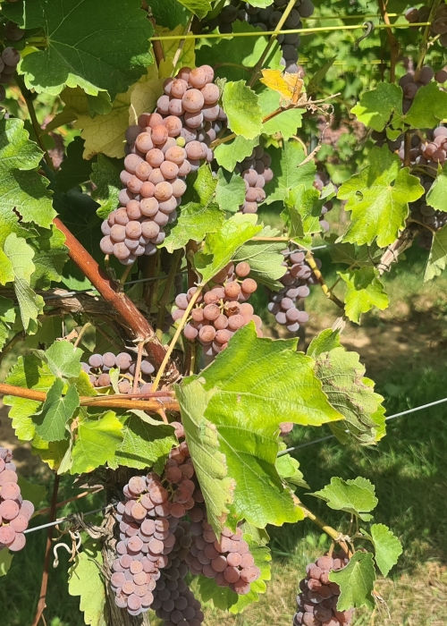 Souvignier gris 20260907 140111